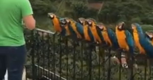Παπαγάλοι ξέρουν ακριβώς τι πρέπει να κάνουν για να πάρουν το γεύμα τους (video)