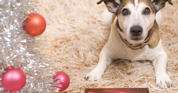 Γιατί τα σκυλιά δαγκώνουν περισσότερο στη διάρκεια των γιορτών;