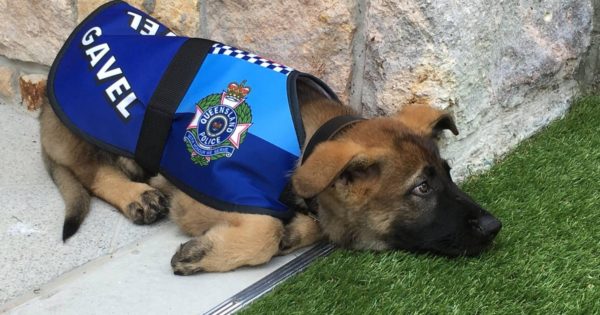 Ο αστυνομικός σκύλος που απολύθηκε γιατί ήταν πολύ χαδιάρης βρήκε την πιο τέλεια δουλειά