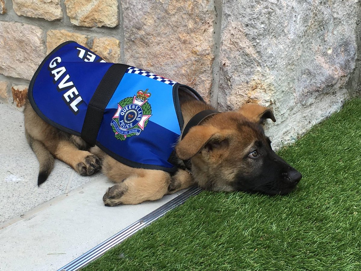 αστυνομικός σκύλος 