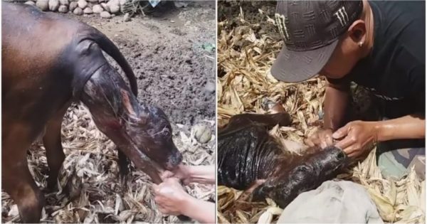 Κτηνοτρόφος σώζει νεογέννητο μοσχαράκι με τεχνητή αναπνοή