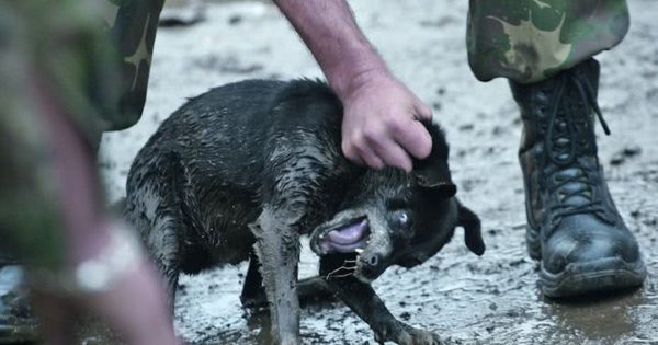 Βασανισμός και θανάτωση σκύλων σε στρατόπεδο της Ρόδου