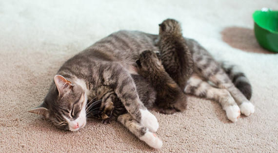 Μαμά γατούλα που έχασε τα 3 γατάκια της ενώθηκε με 3 εγκαταλειμμένα γατάκια που χρειαζόντουσαν νέα μαμά