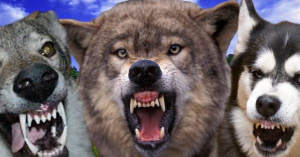 Βίντεο: Δέκα σκύλοι που μοιάζουν με λύκους