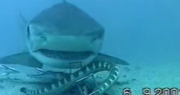 Η μάχη ενός φιδιού με καρχαρία στο βυθό της θάλασσας (βίντεο)