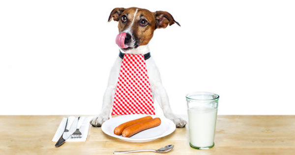 Ωμή διατροφή για σκύλους: Όλα όσα χρειάζεται να ξέρεις
