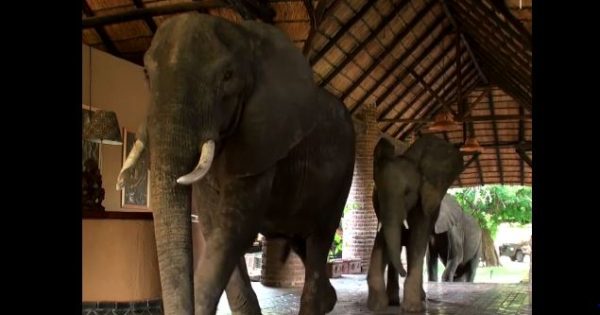 Οικογένεια ελεφάντων επισκέπτεται το ίδιο ξενοδοχείο κάθε βράδυ για να δειπνήσει!