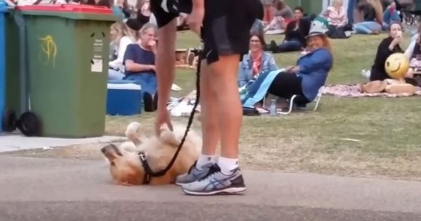 Ο απίθανος σκύλος που αρνείται να φύγει από το πάρκο! (βίντεο)