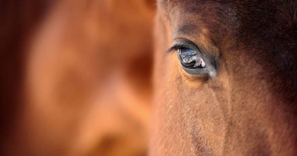 «Έκλειψη», το άλογο που άλλαξε μια για πάντα τις ιπποδρομίες