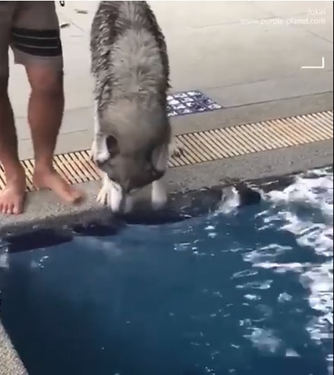 σκύλος φοβάται το νερό 