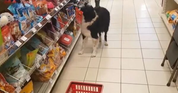 Απίστευτος σκύλος: Ψωνίζει ότι θέλει από το σούπερ μάρκετ και μετά πληρώνει! – VIDEO
