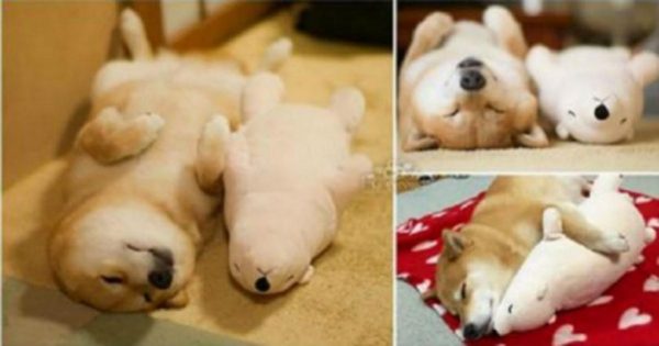 Σκύλος κοιμάται κάθε βράδυ στην ίδια θέση με το αγαπημένο του αρκουδάκι (Φωτογραφίες)