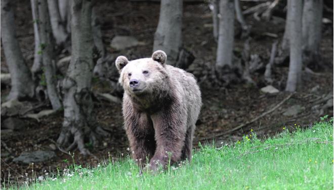 αρκουδάκια αρκούδα καστοριά αρκούδα 