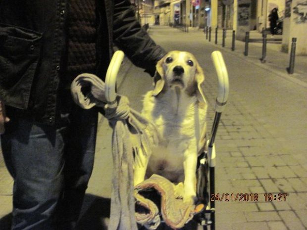 Σκύλος Παράλυτος σκύλος Θεσσαλονίκη 