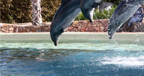 Το Αττικό Πάρκο απαντά για την παράσταση με δελφίνια
