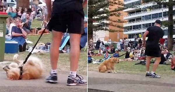 Σκύλος «υποκριτής» πείσμωσε και παρίστανε τον ψόφιο για να μην φύγει από το πάρκο