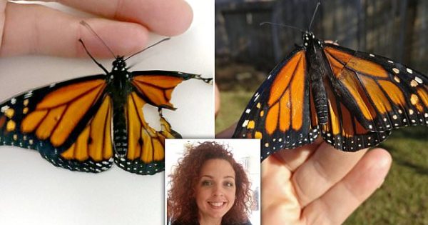 Γυναίκα εγχείρησε και επιδιόρθωσε το σπασμένο φτερό μιας πεταλούδας και της έδωσε μια νέα ευκαιρία στη ζωή