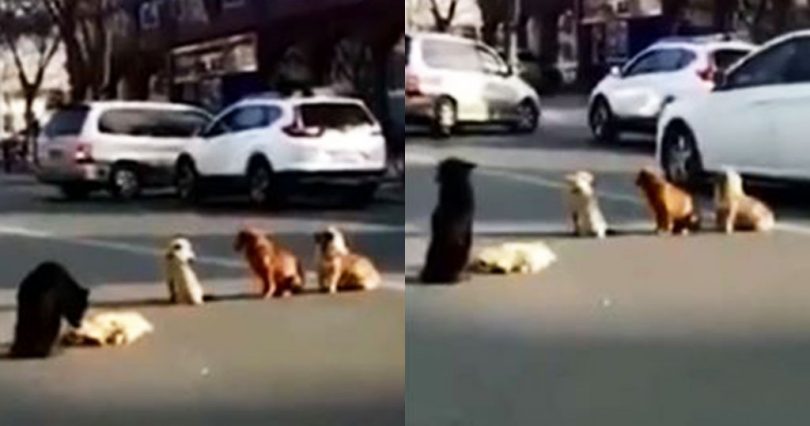 Κίνα αδέσποτα σκυλιά 