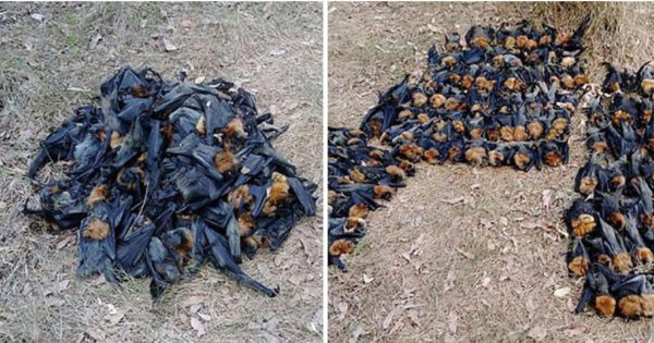 Χιλιάδες νυχτερίδες κάηκαν ζωντανές από τον καύσωνα που σαρώνει την Αυστραλία