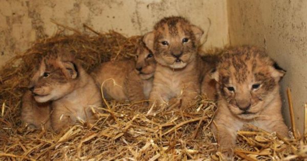 Έγκλημα σε ζωολογικό κήπο: Θανάτωσαν 9 υγιέστατα λιονταράκια γιατί θα… μεγάλωναν πολύ!