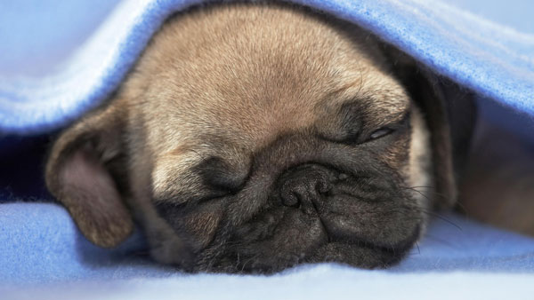 Puppy_Dog_Sleep_Blanket_5174