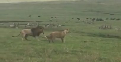 Σκύλος επιτίθεται σε λιοντάρια