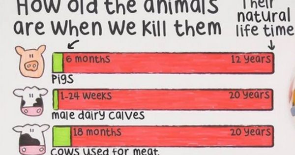 Σε τι ηλικία σκοτώνουν τα ζώα που τρώμε (και πόσο θα ζούσαν φυσιολογικά)