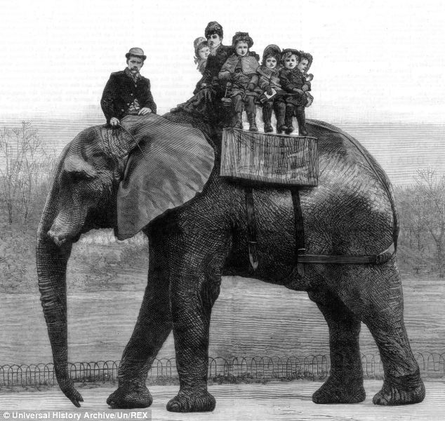 Τζάμπο ελέφαντας 