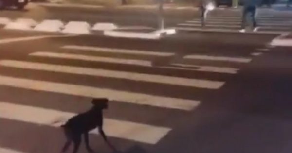 Απίστευτος σκύλος περιμένει το πράσινο για να περάσει τη διάβαση στον δρόμο (pic & vid)