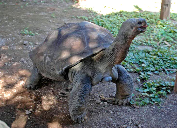 χελώνες Γκαλαπάγκος 