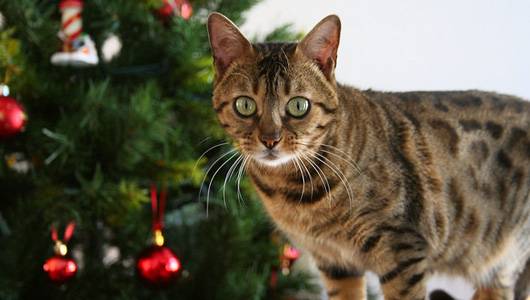 χριστουγεννιάτικα δέντρα γάτες 