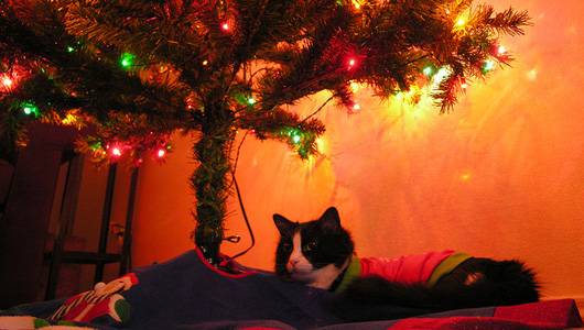χριστουγεννιάτικα δέντρα γάτες 