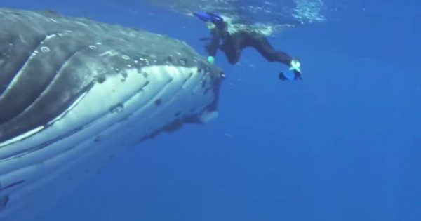 Απίστευτο: Φάλαινα προστάτευσε δύτη από τα δόντια καρχαρία