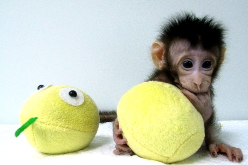 μαϊμού κλωνοποίηση 