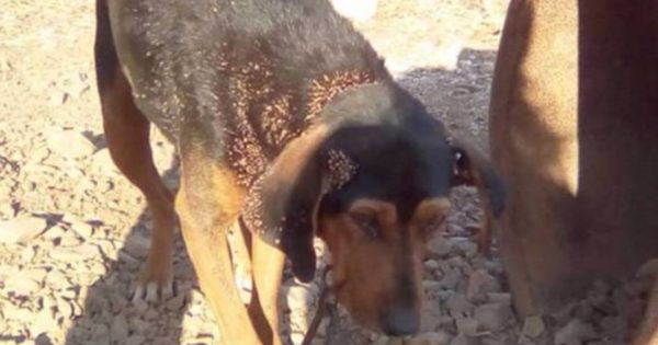Κακοποιημένα ζώα είχαν υπεράσπιση σε δίκη, για πρώτη φορά στην Ελλάδα