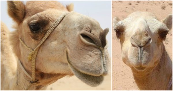 Απέκλεισαν 12 καμήλες από διαγωνισμό ομορφιάς επειδή είχαν κάνει μπότοξ