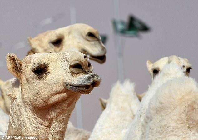 καμήλες 