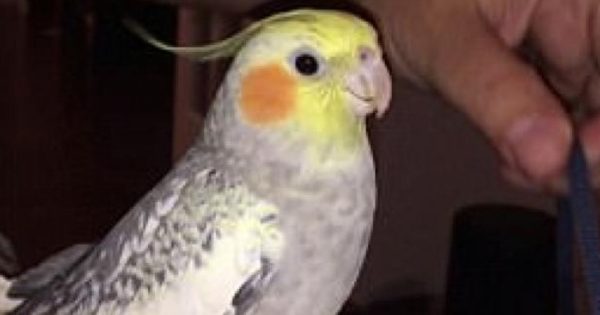 Παπαγάλος τραγουδάει και τρελαίνεται στην κυριολεξία (βίντεο)