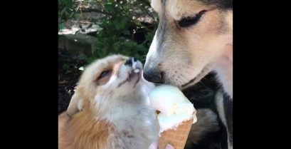 Φοβερό βίντεο: Σκύλος και αλεπού μοιράζονται ένα παγωτό