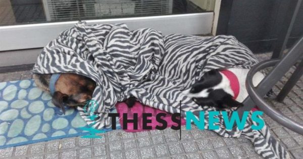 Ιδιοκτήτης καφετέριας στη Θεσσαλονίκη σκεπάζει με κουβέρτες αδέσποτα σκυλιά για να μην κρυώνουν