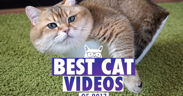 Τα πιο απίθανα και διασκεδαστικά βίντεο με γάτες για το 2017