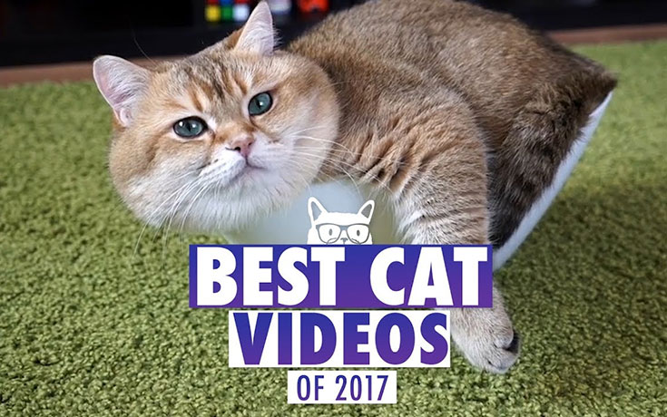 γάτες Βίντεο αστεία βίντεο 