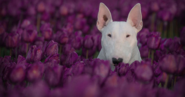 Γνωρίστε την Claire, τη σκυλίτσα που λατρεύει να ποζάρει με λουλούδια