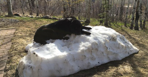 Αυτό το σκυλάκι απλά δε θα αφήσει την τελευταία στοίβα χιονιού να χαθεί