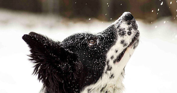 Ζώα αντικρίζουν χιόνι για πρώτη φορά: Οι αντιδράσεις τους είναι ξεκαρδιστικές