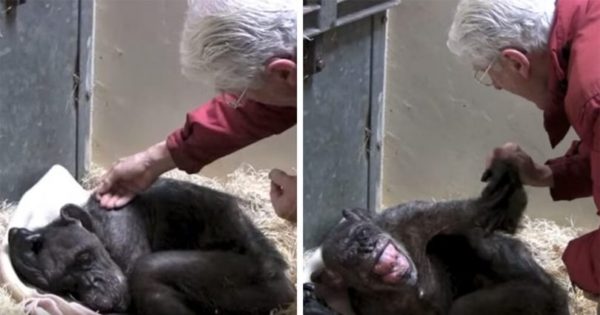 59χρονος ετοιμοθάνατος χιμπατζής αρνείται φαγητό αλλά μετά αναγνωρίζει τον άντρα που τον φρόντιζε