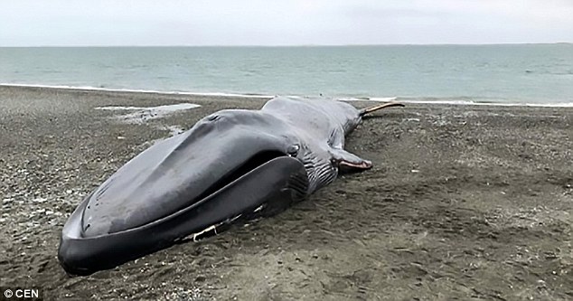 φάλαινα κακοποίηση ζώου 