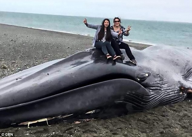 φάλαινα κακοποίηση ζώου 