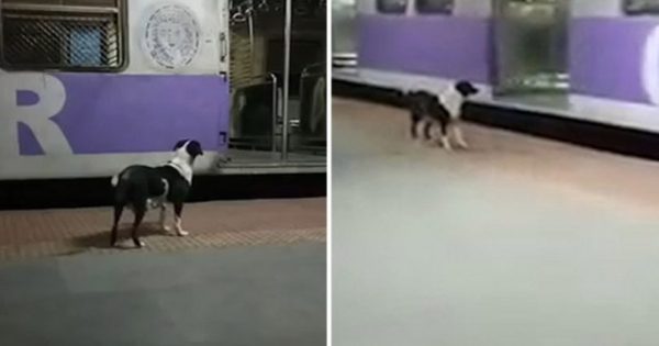 Κουτάβι περιμένει κάθε βράδυ σε σταθμό τρένου και ακολουθεί συγκεκριμένο βαγόνι για να βρει τον ιδιοκτήτη του που το εγκατέλειψε