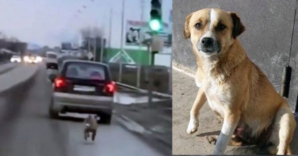 Σκύλος τρέχει χιλιόμετρα πίσω από το αυτοκίνητο του ιδιοκτήτη του που τον παράτησε